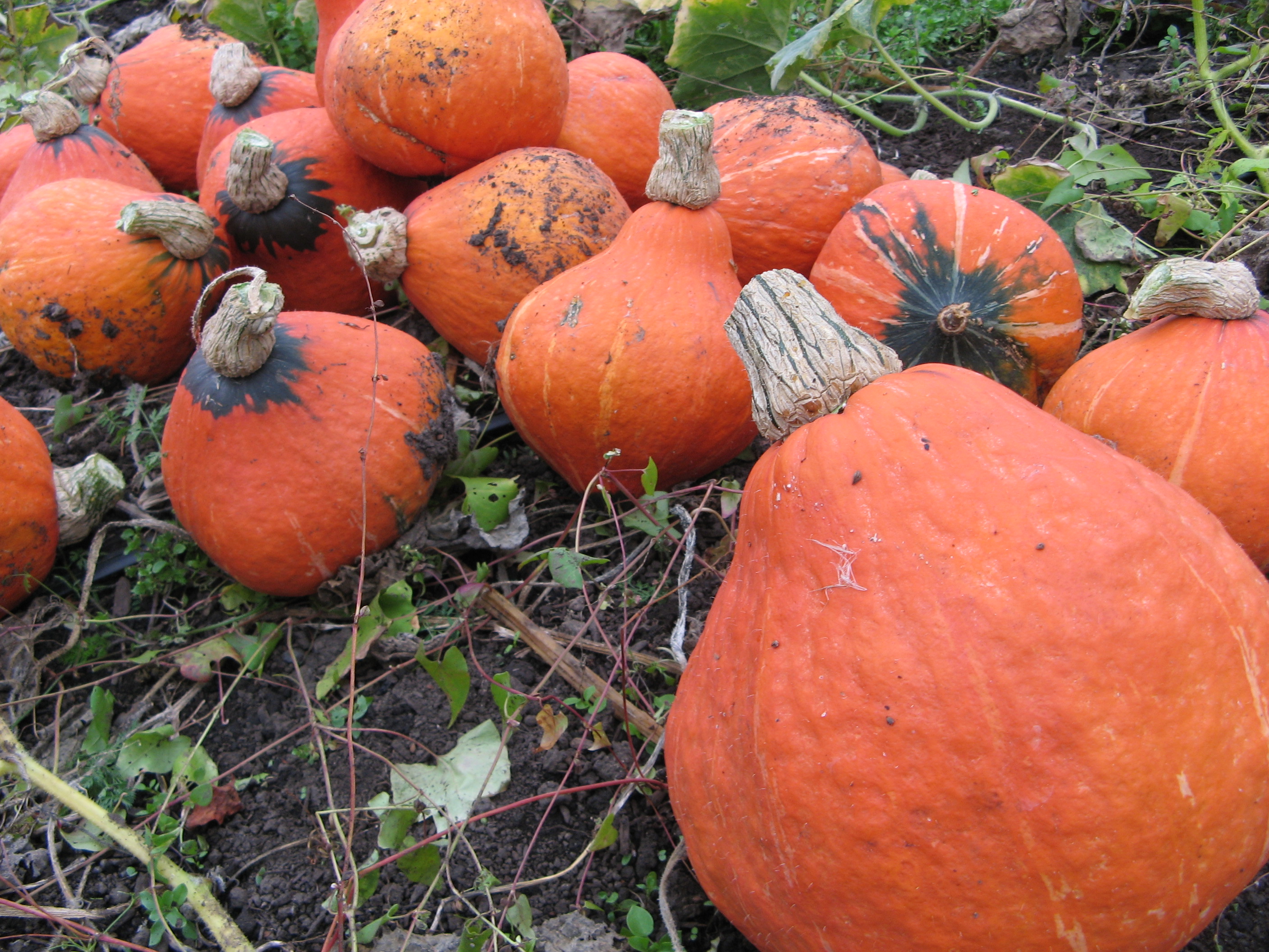 Lakota Squash